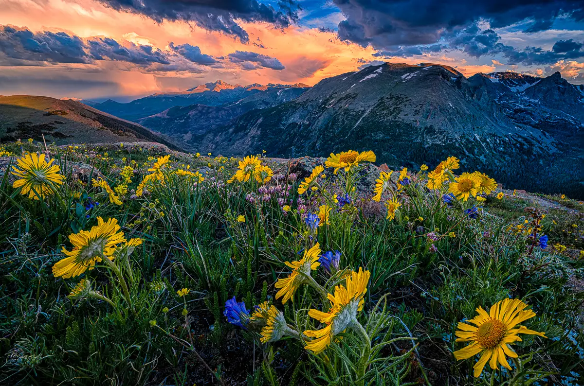 Alpine Sunflowers at sunset on Trail Ridge Road on the 4th of July